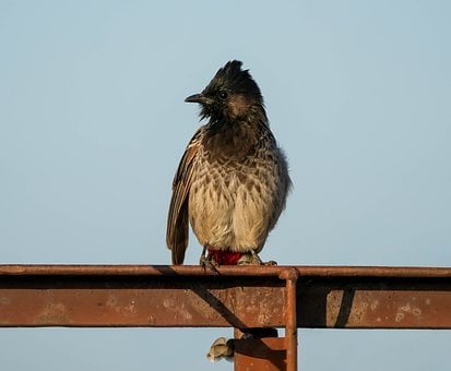 Vogel, Bulbul, Vogel Auf Zaun, Wildtiere