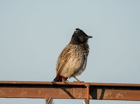 Vták, Bulbul, Kovová Tyč, Vonku, Príroda