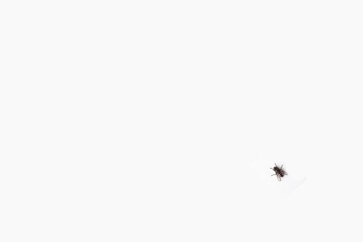 Free Fly Minimalism illustration and picture