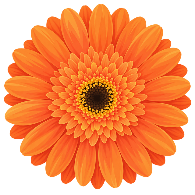 Free orange gerbera gerbera flower orange flower vector