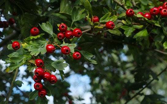 Free Hawthorn Red Berries photo and picture