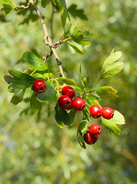 Free Red Berries Tree Leaves photo and picture