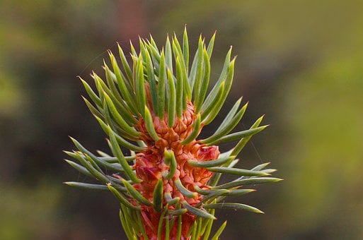 Free Macro Conifer photo and picture