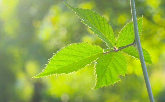 Free Leaf Green photo and picture