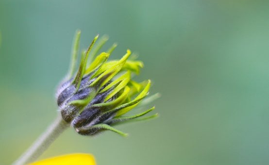 Free Bud Yellow photo and picture