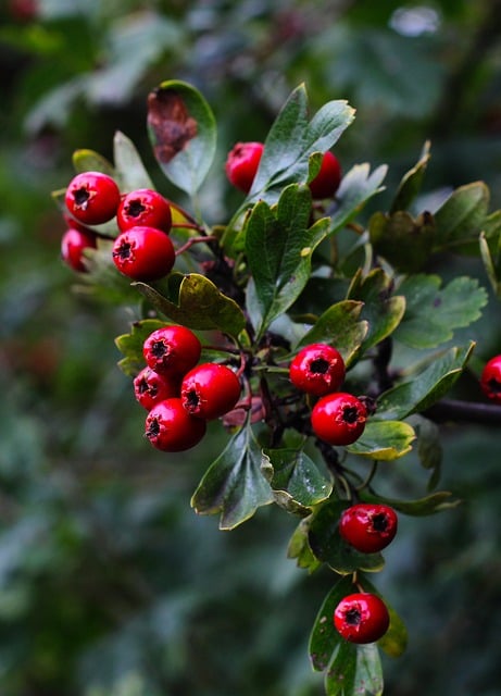 Free Hawthorn Red Berries photo and picture