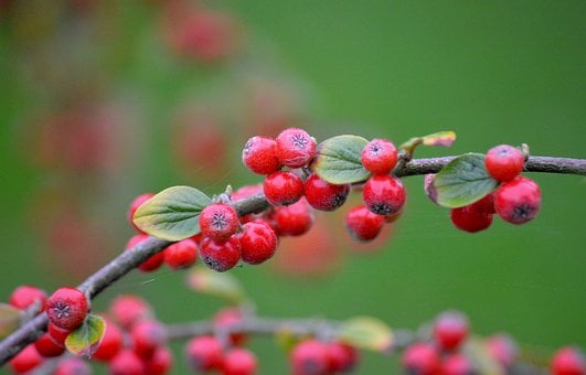 Gren, Bær, Rød, Cotoneaster, Blad