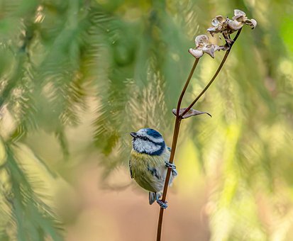 Free Blue Tit Bird photo and picture