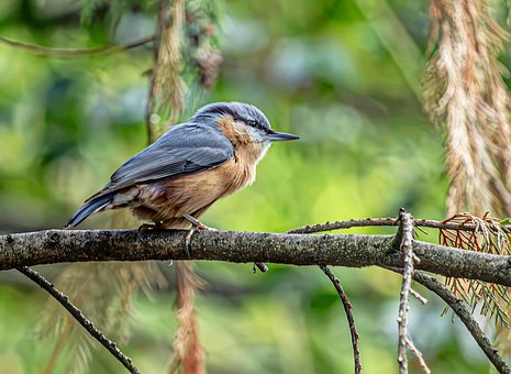 Free Nuthatch Songbird photo and picture