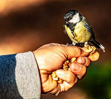Free Great Tit Nature photo and picture