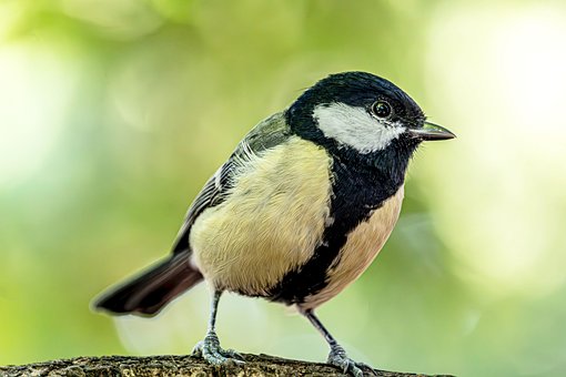Free Great Tit Bird photo and picture