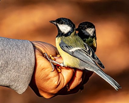 Free Great Tit Bird Feeding photo and picture
