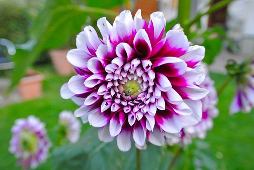 Dahlie, Blume, Violett, Natur, Garten