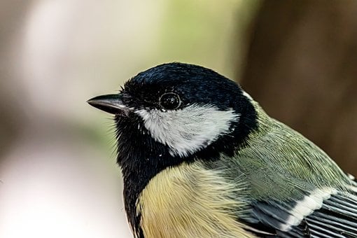 Free Great Tit Bird photo and picture