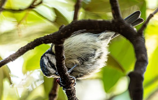 Free Blue Tit Bird Life photo and picture