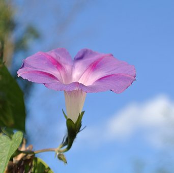 Free Morning Glory Blue photo and picture