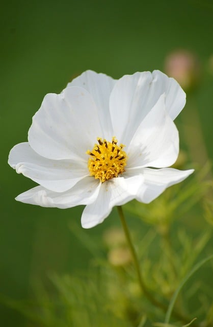 Cosmea, Kosmos, Bloem, Witte Bloem