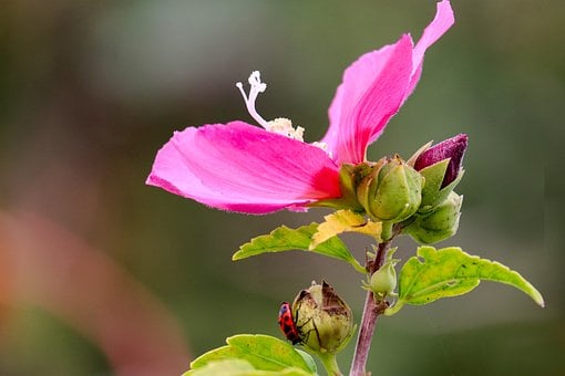 Hibisco, Flor, Insecto, Rosa, Verde