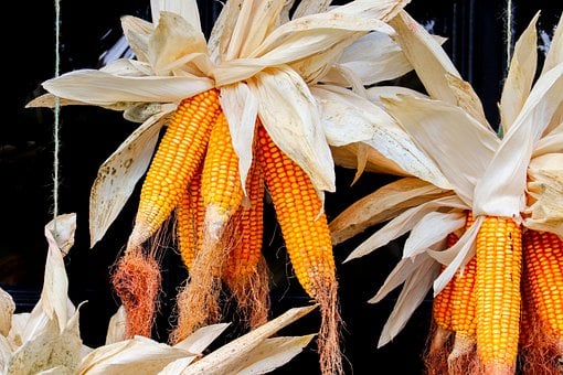Mazorca De Maíz, Decoración, Otoño