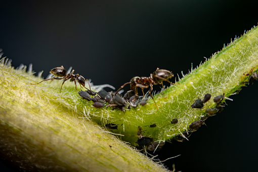 Maur, Bladlus, Natur, Makrofotografering