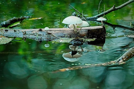Free Mushrooms Reflection photo and picture
