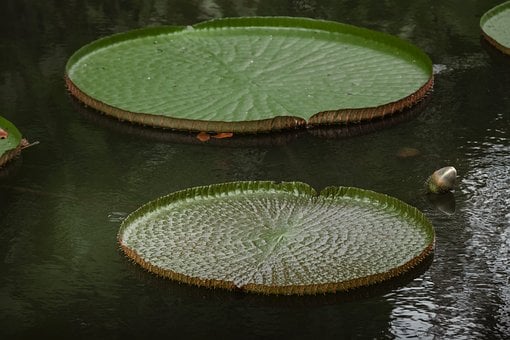 Liljedetaljer, Liljeblade, Blad Detalje