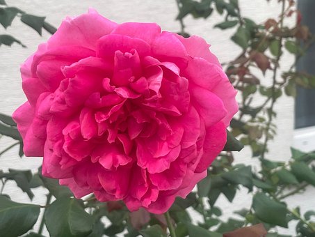 Free Rose Flower photo and picture