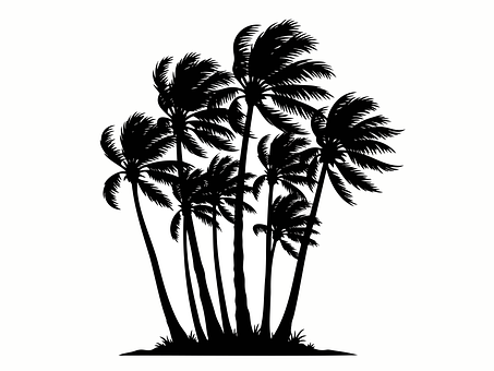 Silhuett, Palme, Tropisk, Natur, Isolert