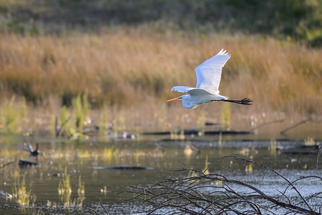 Free Great Egret Flying Bird photo and picture