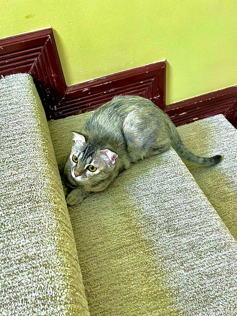Gato, Gatinho, Animal De Estimação