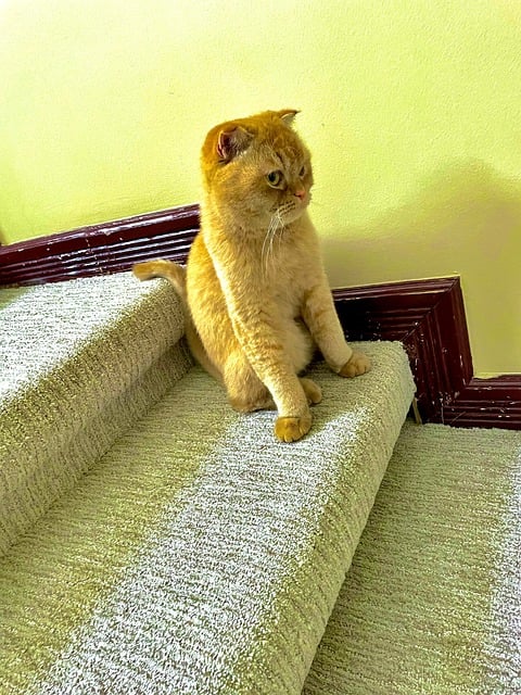 Gato, Escada, Animal, Peludo, Sentado
