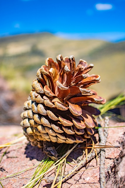 Free Pine Cone Mountain Landscape photo and picture