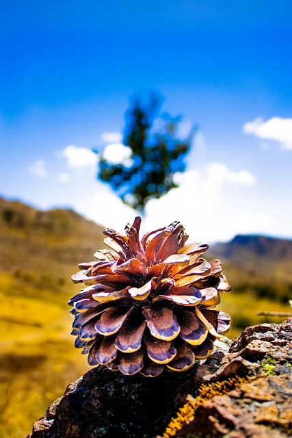 Free Pinecone Blue Sky photo and picture