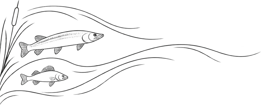 Fisk, Silhuet, Vand, Flod, Økosystem