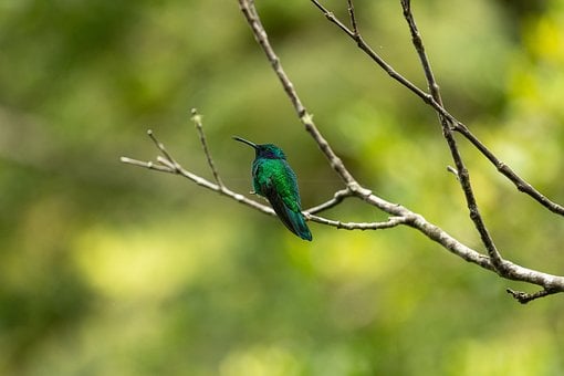 Pássaro, Beija-Flor, Selvagem, Natureza