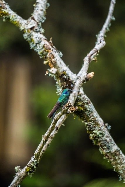 Pássaro, Beija-Flor, Natureza, Verde