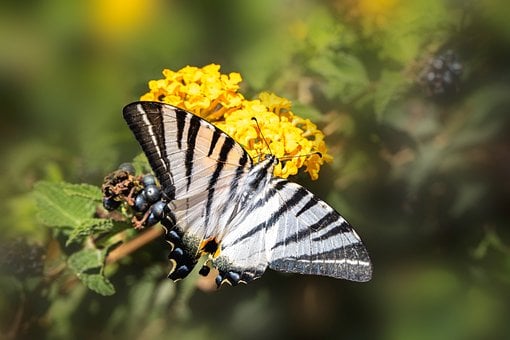 Vlinder, Bloem, Bloem Behang, Macro