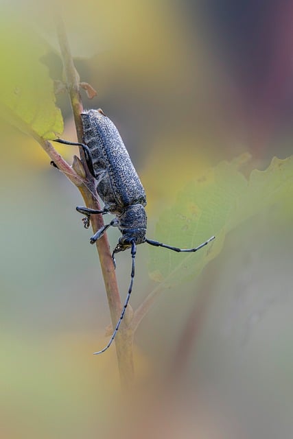 Natuur, Dier, Antenne, Bos, Insect