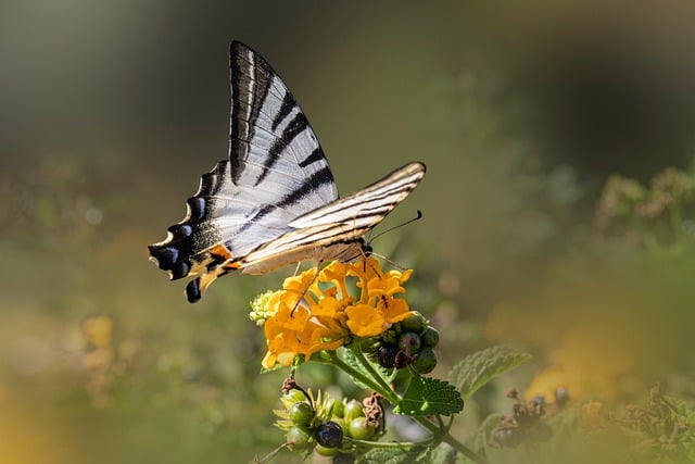 Free Butterfly Flower Wallpaper photo and picture