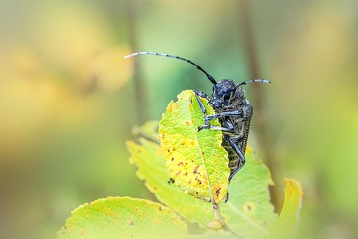 Natuur, Dier, Antenne, Insect