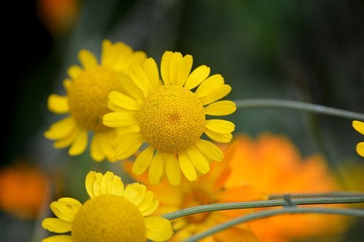 Kamille, Gele Bloem, Natuur, Zomer