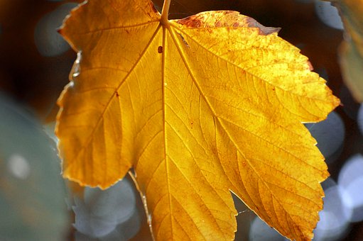 Herfst, Blad, Herfstkleuren, Nabij