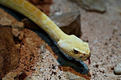Serpiente, Serpiente Blanca, Reptil