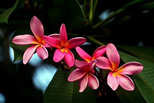 Flor, Rosa, Plumeria, Florecimiento