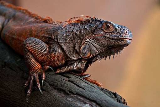 Leguaan, Dier, Reptiel, Wilde Dieren