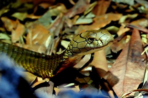 Cobra, Reptil, Piel De Serpiente