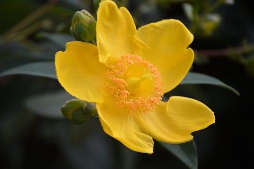 Bloem, Geel, Natuur, Mooie Bloemen