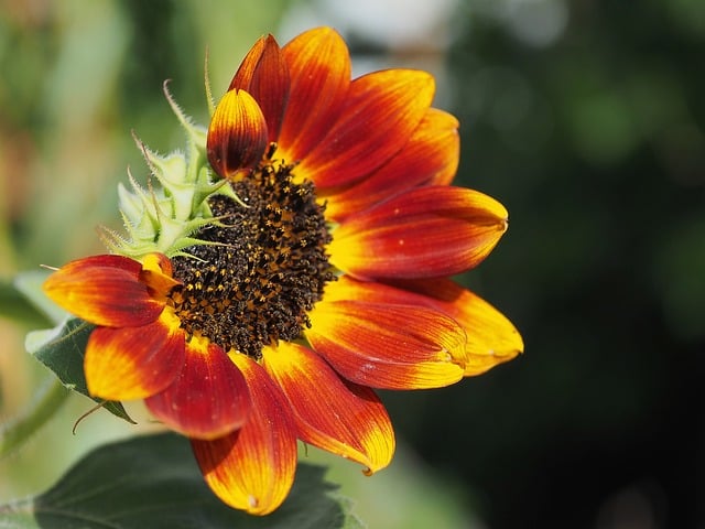 100+ kostenlose Blumenkopf und Natur-Bilder