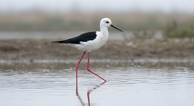 Pernilongo, Natureza, Fauna, Costa