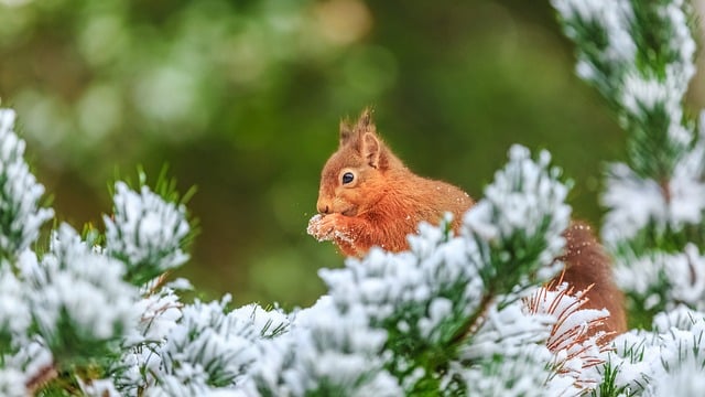 Free Squirrel Winter photo and picture